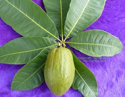 Image result for Pachira glabra