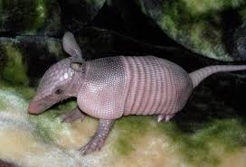 17 Reasons Why Armadillos Should Be Blowing Your Freakin Mind Right Now Armadillo Animals Images Animal Lover