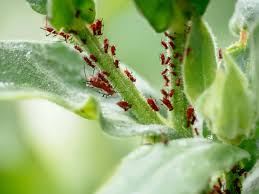 There are plenty of methods you can use to get rid of aphids in your garden. Get Rid Of Aphids Naturally With These 9 No Fail Solutions Garden Betty
