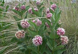 Asclepias Speciosa Asclepias Milkweed California Native Plants