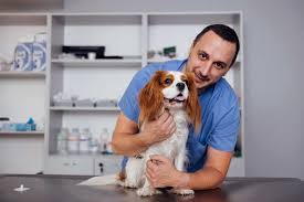 Why Regular Veterinary Check-Ups Are Crucial for Your Senior Pet's Health |  Adobe Animal Hospital & Laser Surgery Center | Adobe Animal Hospital &  Laser Surgery Center