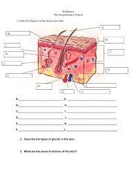 Integumentary System Worksheets Integumentary System Basic Anatomy And Physiology Anatomy And Physiology
