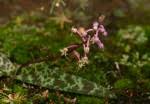 Image result for Ledebouria Unidentified sp. no3.