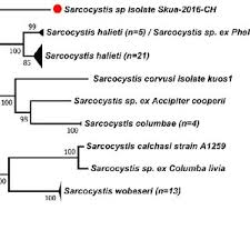 Drama histórico original en cinco actos en prosa y en verso, madrid, imprenta de josé maría repullés, 1837. Sebastian Munoz Leal Assistant Professor Dvm Dsc University Of Concepcion Concepcion Departamento De Ciencias Pecuarias