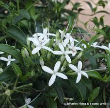 Image result for Pavetta uniflora