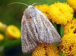 Image result for Photedes fluxa