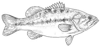 Tpwd Kids Color The Largemouth Bass Fish Drawings Fish Coloring Page Drawn Fish