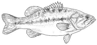 Preschool or primary teachers can use these fish coloring pages as worksheets for a fish themed lesson plan at school. Tpwd Kids Color The Largemouth Bass Fish Sketch Fish Drawings Fish Artwork