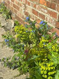 Image result for Jamesbrittenia burkeana