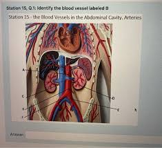 The difference in the structural characteristics of arteries, capillaries and veins is attributable to their. Solved Station 15 Q 1 Identify The Blood Vessel Labeled Chegg Com