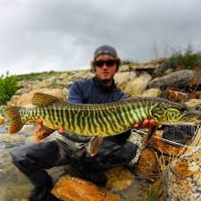 Pike have light spots all over their dark, green bodies, while musky have dark spots or bars on a lighter body. What Is A Tiger Muskie Flylords Mag