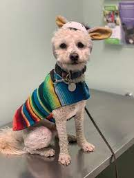 Mission pet hospital offers a caring, supportive environment for your pets in need. Mission Pet Hospital 33 Photos 391 Reviews Veterinarians 720 Valencia St San Francisco Ca Phone Number