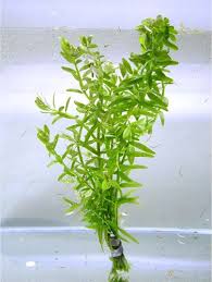 Image result for Rotala tenella
