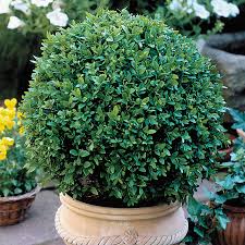Image result for Buxus