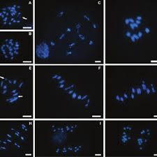 Image result for Raphidiocystis phyllocalyx