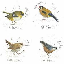 A4 British Garden Birds Poster Print Nature Wildlife Chart