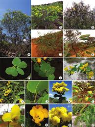 Image result for Chamaecrista plumosa