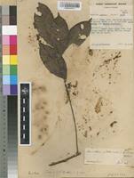 Image result for Sorindeia winkleri