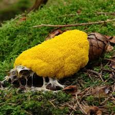Slime molds feed on bacteria and other organisms in the mulch. Photos Stuffed Mushrooms Fungi Edible Mushrooms