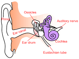 Check spelling or type a new query. Conductive Hearing Loss Wikipedia