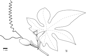 Image result for Coccinia mildbraedii