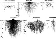 Diversity of root systems. On the top row, root systems are little ...