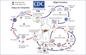 Les parasites à l'origine du paludisme suivent un cycle précis qui conditionne la survenue des symptômes. Viagra Vs Paludisme Le Blob L Extra Media