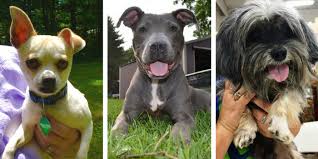 Incredibulz dirty harry x crump's bullies chloe. 10 Great Places To Adopt A Dog In Southeast Michigan Puppy Leaks