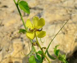 Image result for Senna italica