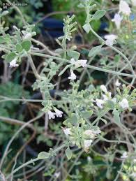 Image result for Micromeria