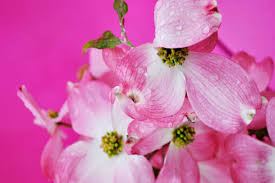 New varieties grow in a pillar (columnar) shape or small rounded dwarf shrub form, so they fit in every garden. Six Pink Blooming Shrub Varieties That Will Bathe Your Garden In Soft Colors