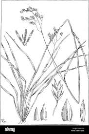 Image result for Poa binata