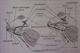 Respiratory System Of Frog Microbiology Notes