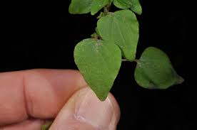 Image result for Parietaria debilis