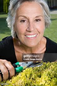 53 Leyland Cypress Stock Photos, High-Res Pictures, and Images