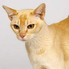 Singapura Cat Cat Breeds Information Razas De Gatos Gatos Gatitos Divertidos