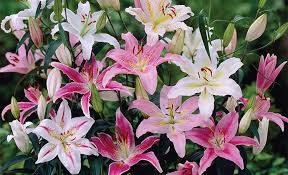 Growing lily bulbs in water. How To Grow Lilies
