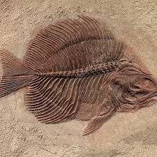 But, if the earth is less than 6,000 years old, as some creationists claim, then it might be possible to find carbon 14 in coal or dinosaur bones. Episode 18 Carbon 14 Dating How It Works By Sciencewespeak