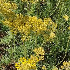 Image result for Helichrysum