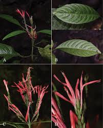 Image result for Justicia sp. A cf. engleriana