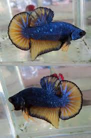 Pin On Koi Fancy Tails