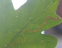 Image result for Stigmella basiguttella