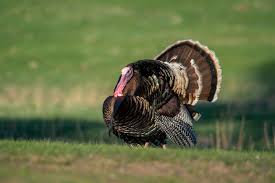 Turkey - Nebraska Game & Parks Commission