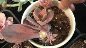 Great prices and selection of succulent. Graptoveria Fred Ives Propagation Update Youtube