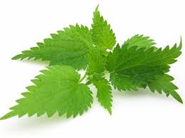 Image result for nettle