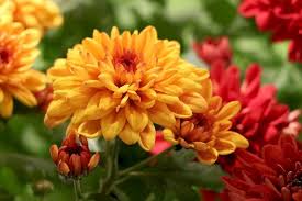 15 Winterharte Stauden Fur Sonnige Standorte Von A Z In 2020 Winterharte Stauden Winterharte Blumen Stauden