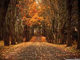 High Resolution Fall Wallpapers Top Free High Resolution Fall Backgrounds Wallpaperaccess In 2021 Fall Wallpaper Ipad Pro Wallpaper Fall Background Wallpaper