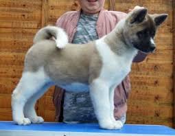 Learn how to housebreak your dog in 6 days for free. Puppyfinder Com Akita Puppies Puppies For Sale Near Me In Louisiana Usa Page 1 Displays 10