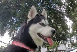 Siberian Husky Kota For Adoption From Our Dogrescue See Her On Facebook Https Www Facebook Com Huskymomatsibe Siberian Husky Rescue Husky Husky Rescue