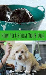 Learn How To Groom Your Dog At Home Take The Pressure Off At Home Dog Grooming With Our Tips On Everything Fr Dog Care Dog Grooming Diy Dog Training Obedience